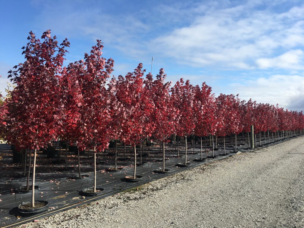 Rhododendron Apple Brandy – Kilmarnock Nurseries